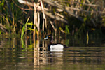 Ring-Necked Duck